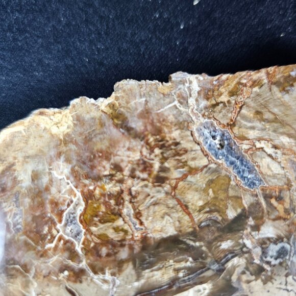 Petrified Wood Slab - Picture 4 of 8